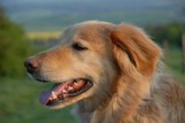 Tierportraits in Seligenstadt